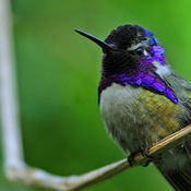 Costa's Hummingbird